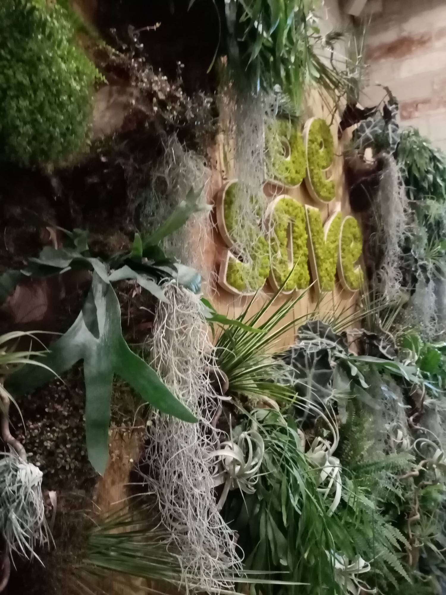 plantes epiphytes en cascade inscrustées dans le mur de végétaux