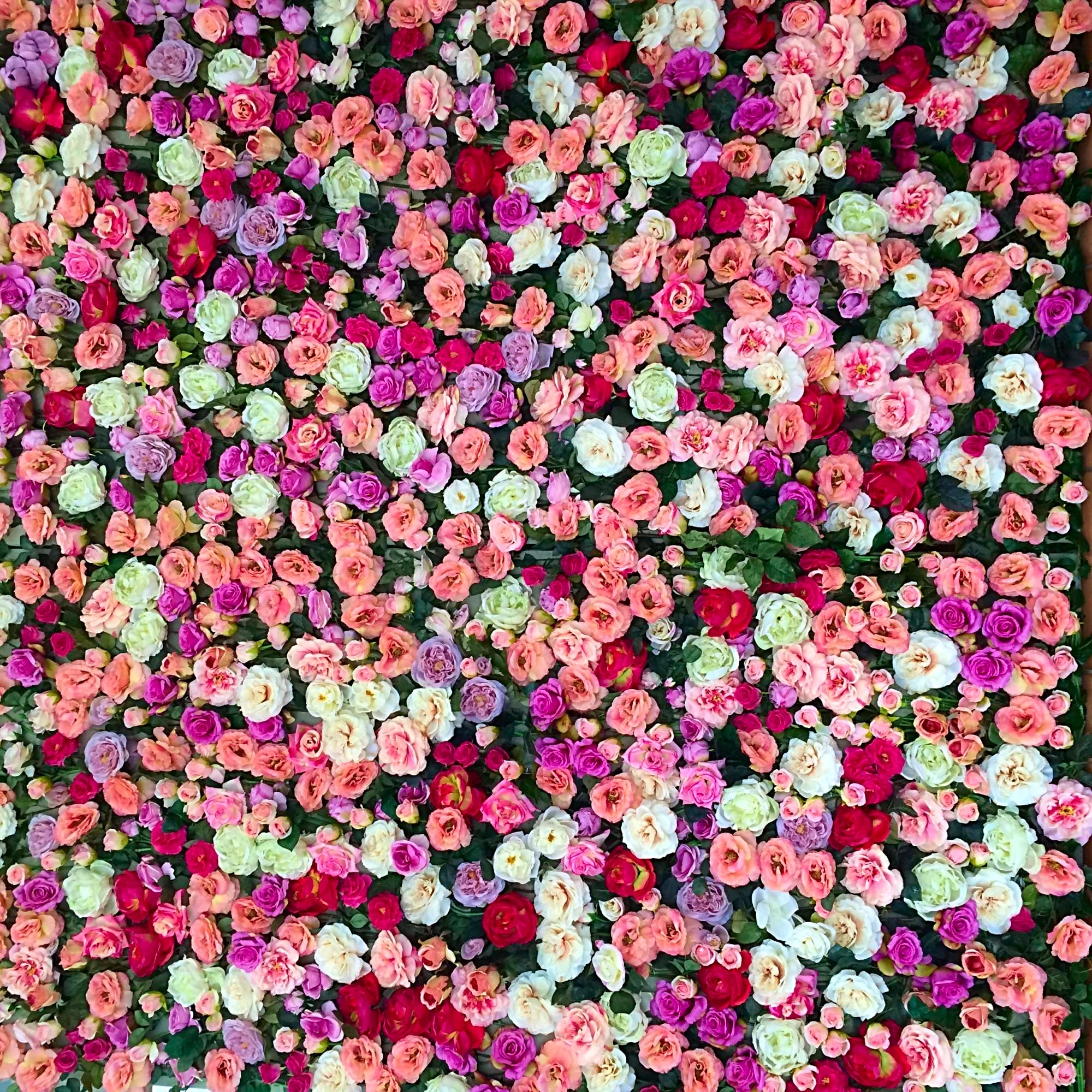 700 roses sont nécessaires pour réaliser ce mur de fleurs de 2.40 m x 2.40 m.