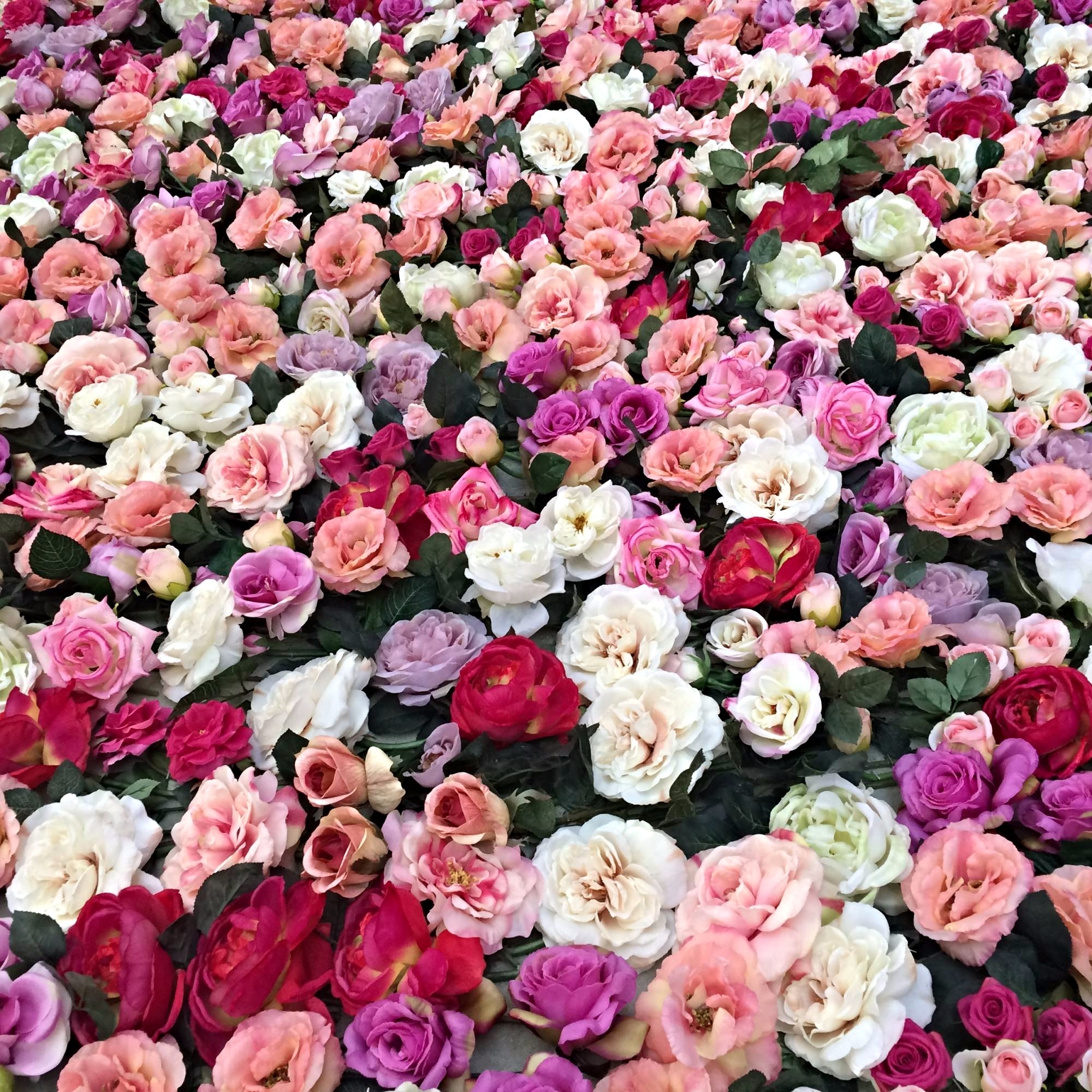 Ce mur est un mélange de grosses roses anglaises.