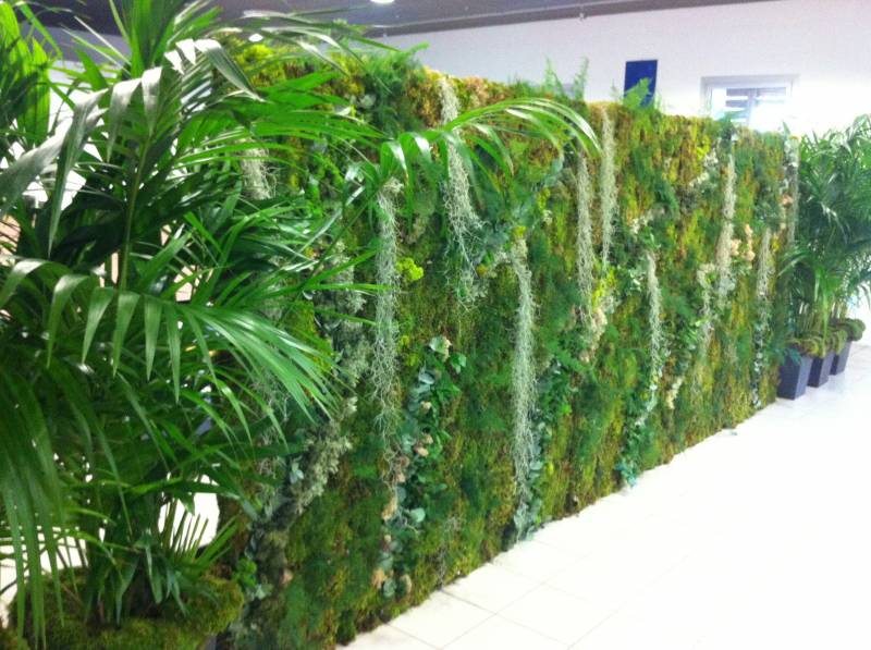 Mur végétal naturel et naturalisé pour vos décorations de bureau et vos évènements, séminaire, au Forum de Technopole de l'environnement l'Arbois Méditerranée à Aix en Provence, Marseille  et  PACA