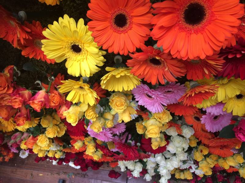 Macro des fleurs de gerbera, explosion de couleurs.