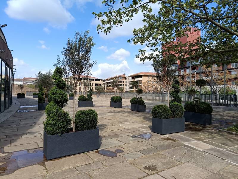 Les plantes taillées en art topiaire de type buis spirale, buis boule, olivier, lonicera et fusain en location ornent et délimitent les espaces réceptifs et VIP du GTP D'Aix en Provence. 