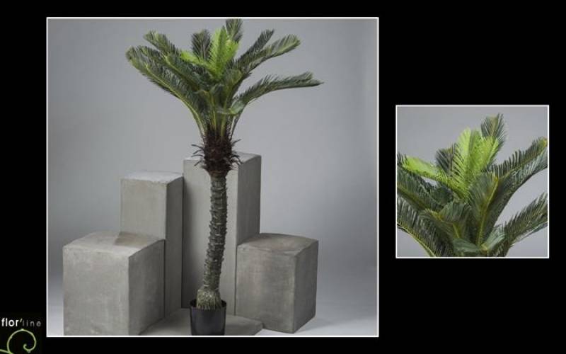 Cycas revoluta artificiel deux modèles hauteur 110 cm ref 11381 prix  156 € et hauteur 170 cm ref 11380 prix ht 250 €