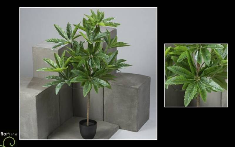 Dizygotheca artificiel hauteur 110 cm prix  137 €