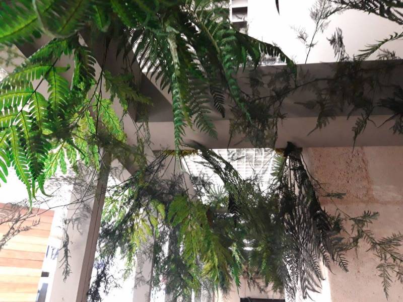 Les fougères procurent des cascades de verdures sauvages.