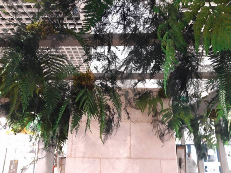 Une belle collection de fougères a été nécessaire pour réaliser ce plafond.