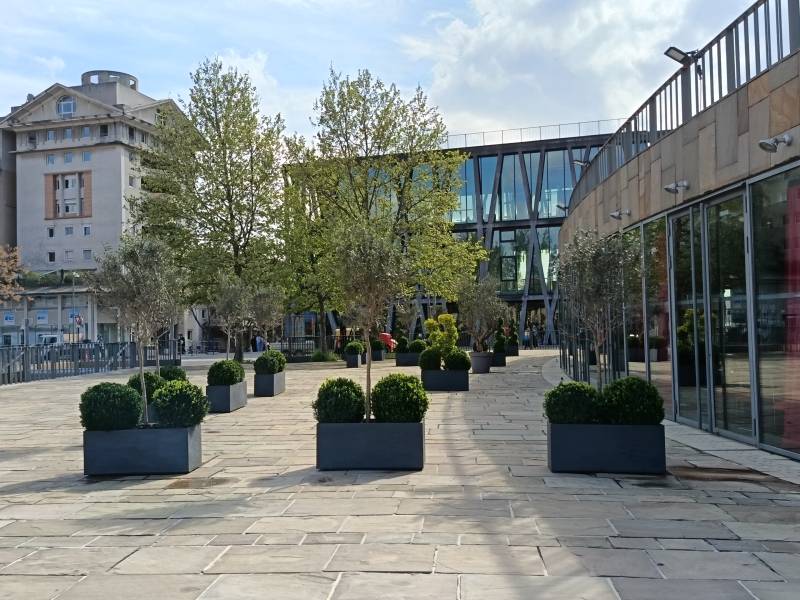 L'espace réceptif de la terrasse du Teddy Bar est décoré par des jardinières de buis boule et d'oliviers en location. 