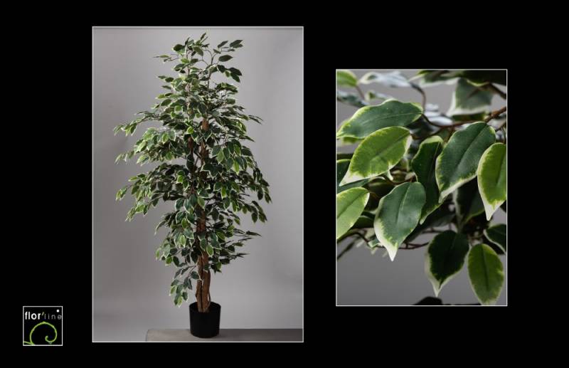 Ficus benjamina artificiel panaché hauteur 150 cm ref 8905 prix  137 €