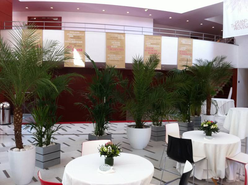 Location et vente de palmiers phoenix roebelinii pour salon en paca