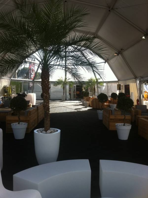 Location et vente de palmier phoenix en paca