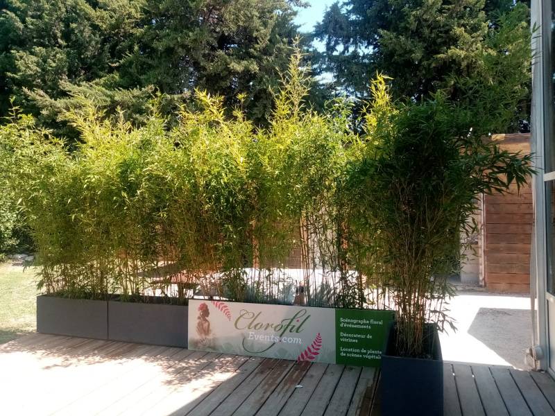 Location de bambous en jardinière