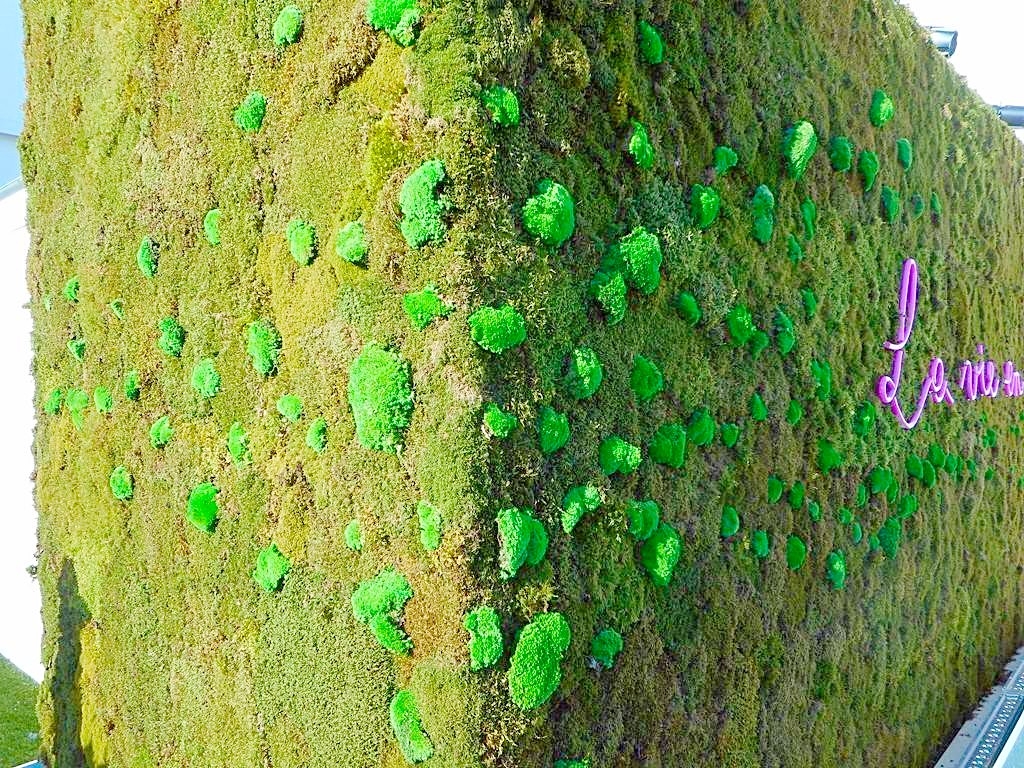 sur le mur végétal, les mousses boules naturalisées structurent et dessinent un élan sur la surface