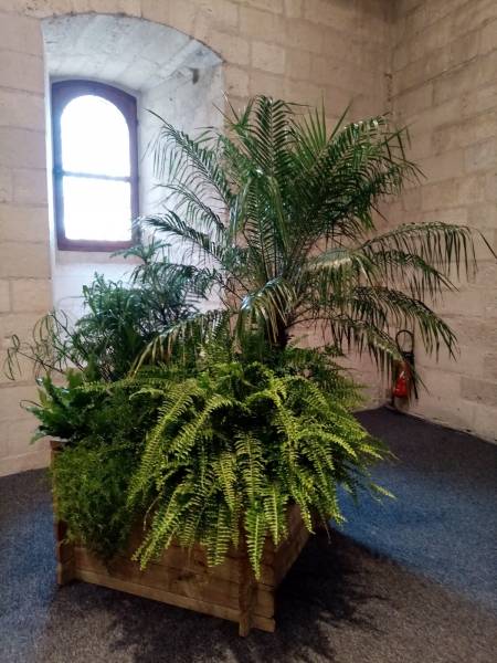 Les fougères occupent une place de choix dans ces compositions.