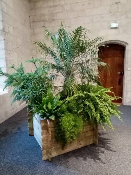 Les palmiers canariensis roebelinii donnent de la hauteur et forme un sous bois.