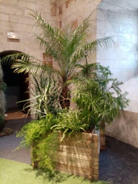 Les plantes retombantes en cascades accentuent la présence de plantes.