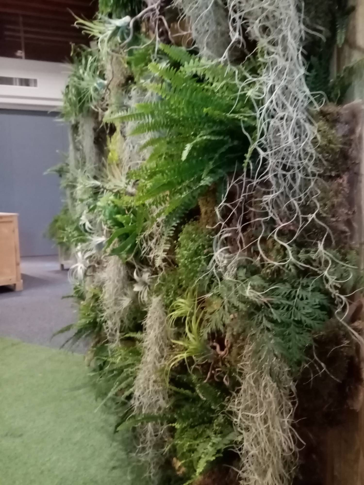 les fougères en variétés ponctuent de vert des autres plantes sur le murs de végétaux