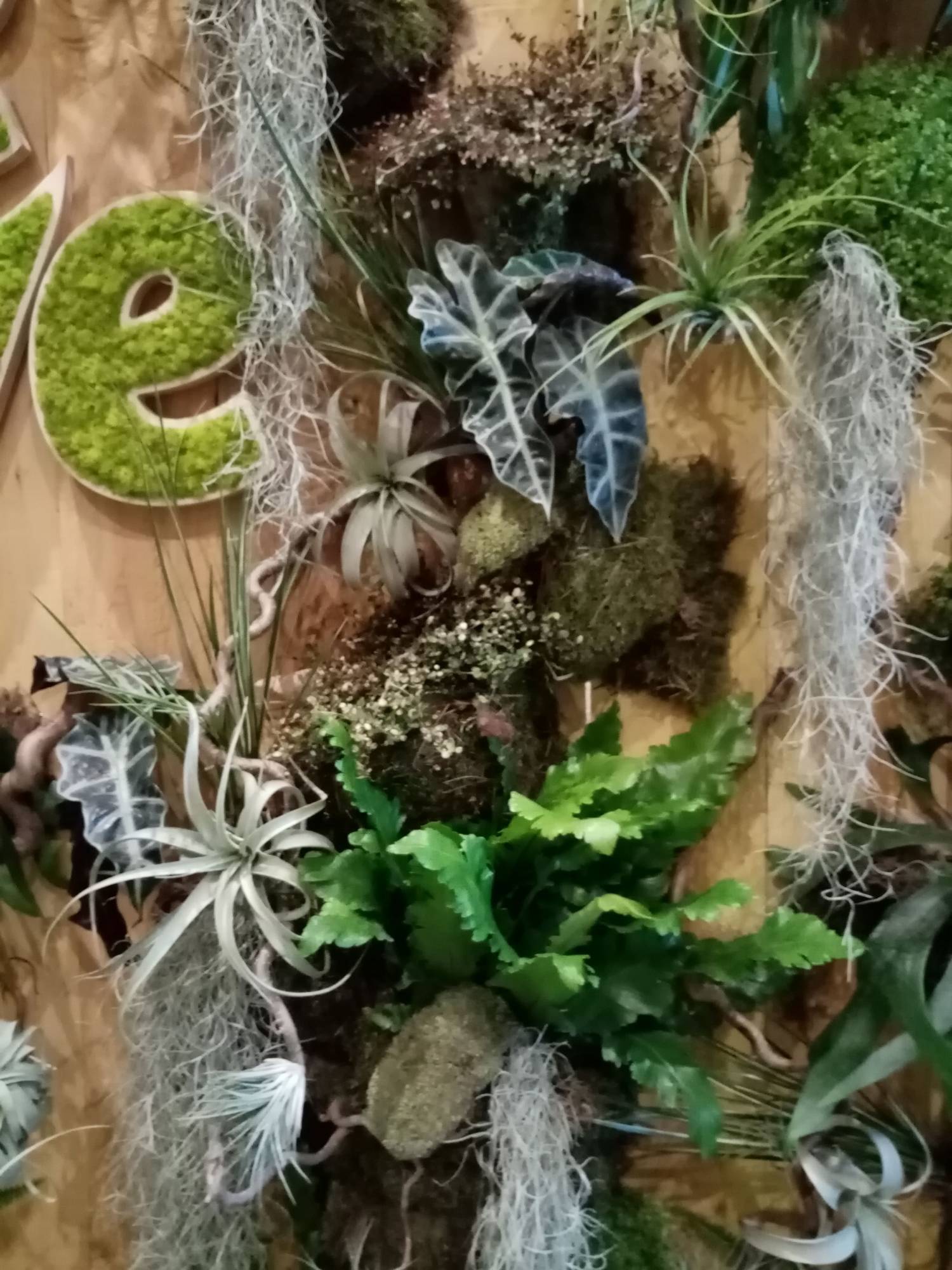 tillandsia et caladium procurent un design graphique au mur de végétaux