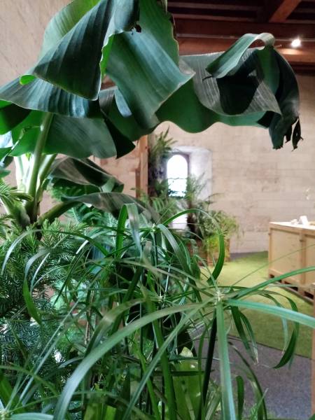 Papyrus et bananier se marient admirablement dans cette jardinière exotique.