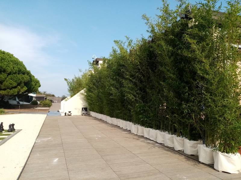 Les bambous jusque 5 mètres de hauteur forme un mur végétal digne de ce nom.