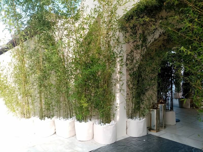 Les bambous sont idéals pour les ambiance zen.