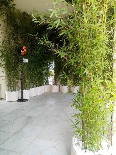 Les murs sont oubliés par la présence des bambous.