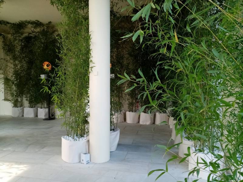 Véritable labyrinthe végétal, les bambous y répondent parfaitement!