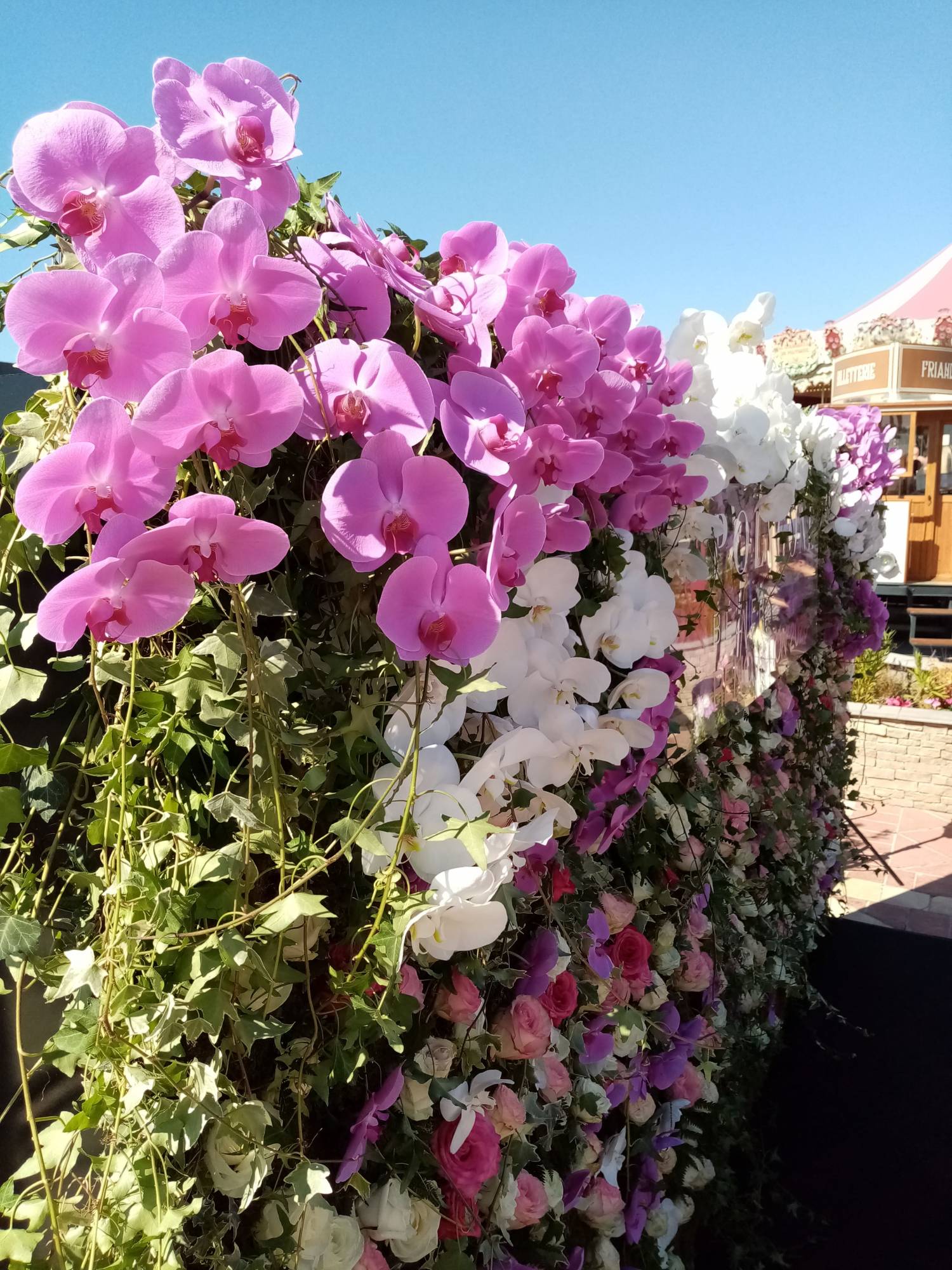 mur de fleurs orchidée et roses pour événement à Polygone Bésiers