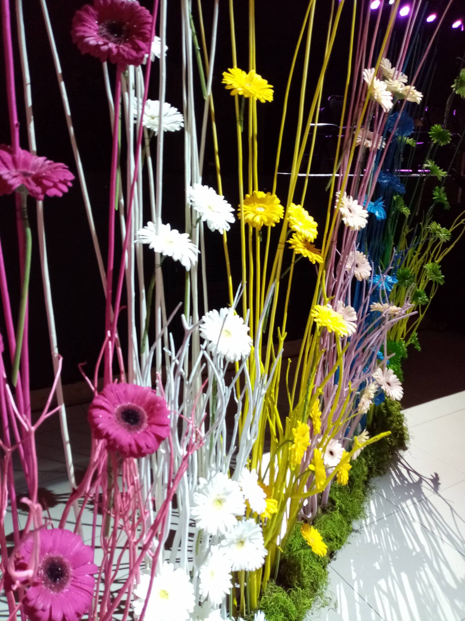 les gerberas dont attachés en dégradé sur les mitsumata