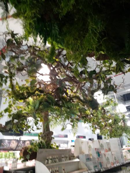 L'arbre de vie porte le plafond de verdure.