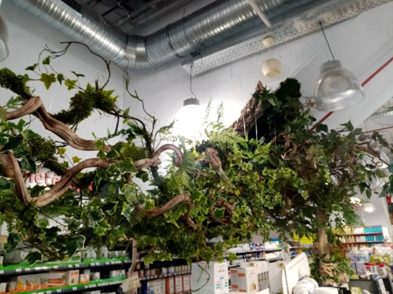 Le lierre entrelace les lianes sauvageonnes.