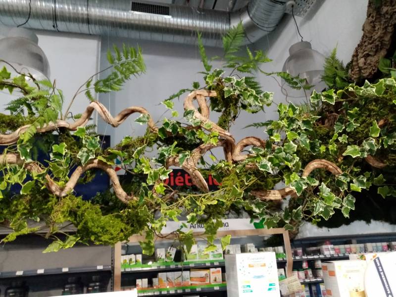 Création végétale et ou florale suspendue et murale d'étalagiste de magasin et commerce en paca