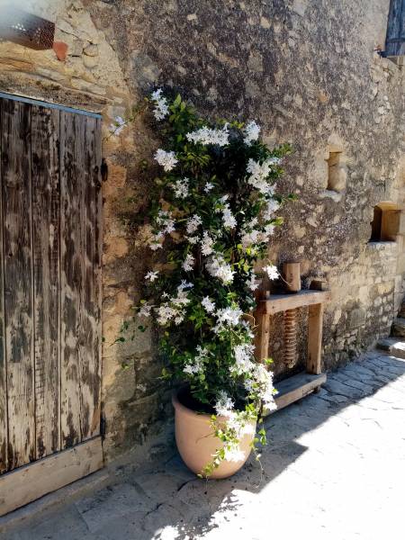 Voici le résultat d'un jasmin naturel rajouté de fausses fleurs.