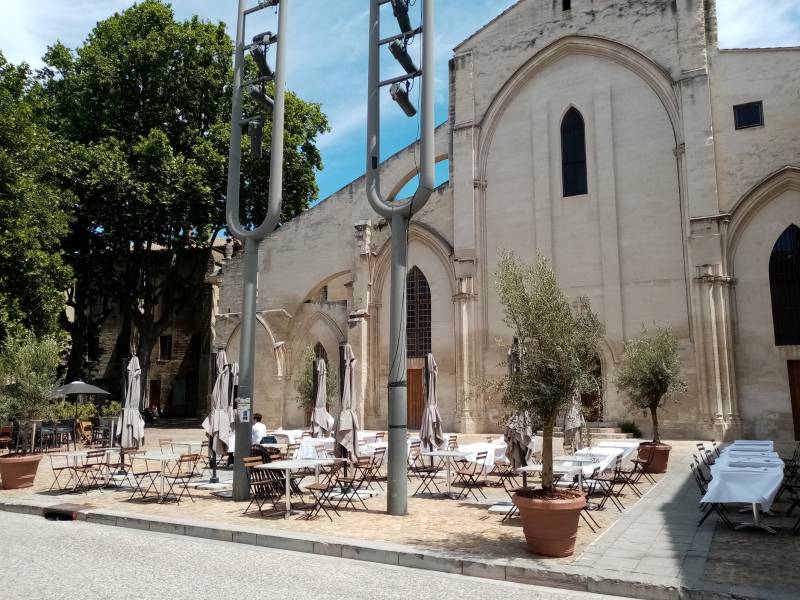 Vente d'olivier en pot pour terrasse de restaurant et Hôtel avec livraison en Avignon et région Paca