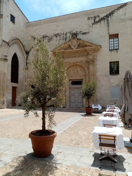 Vente d'olivier en pot pour terrasse de restaurant et Hôtel avec livraison en Avignon et région Paca