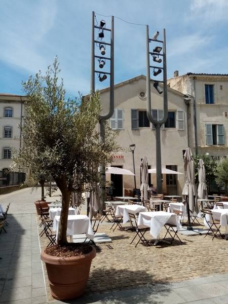 Vente d'olivier en pot pour terrasse de restaurant et Hôtel avec livraison en Avignon et région Paca