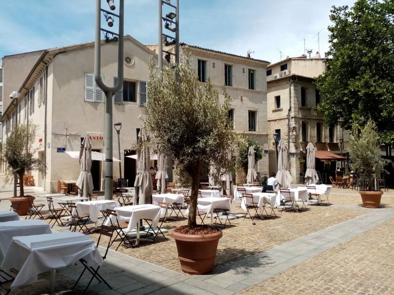 Vente d'olivier en pot pour terrasse de restaurant et Hôtel avec livraison en Avignon et région Paca