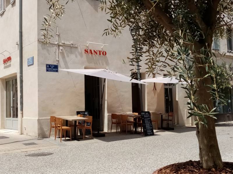 Vente d'olivier en pot pour terrasse de restaurant et Hôtel avec livraison en Avignon et région Paca