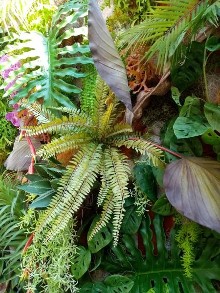 Les fougères apportent de la légèreté à la masse de verdure