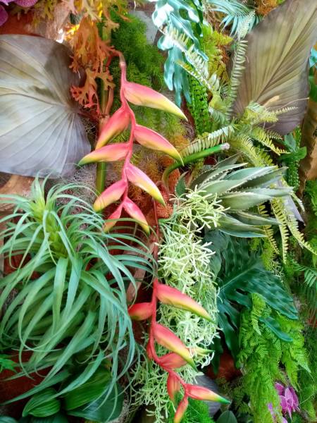 Le tillandsia géant prend une place royal dans ce décor