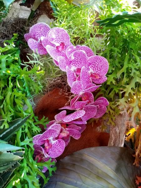 L'orchidée phalaenopsis une splendeur
