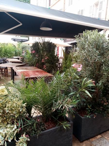 Phoenix des canaries en mélange