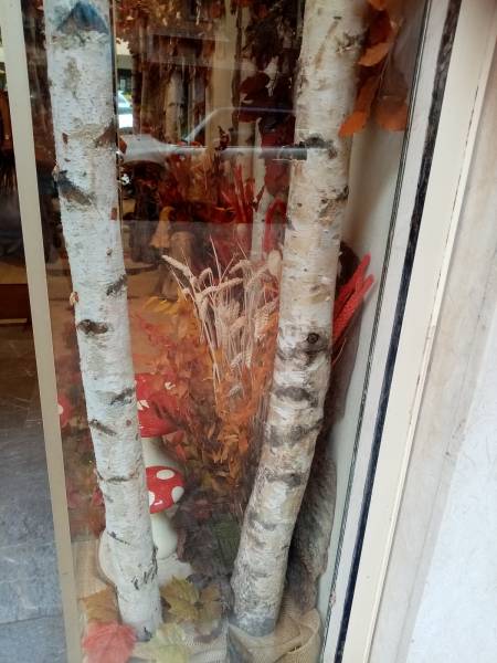 Les bouleaux en troncs sont naturelles et apportent cette note boisée au décor.