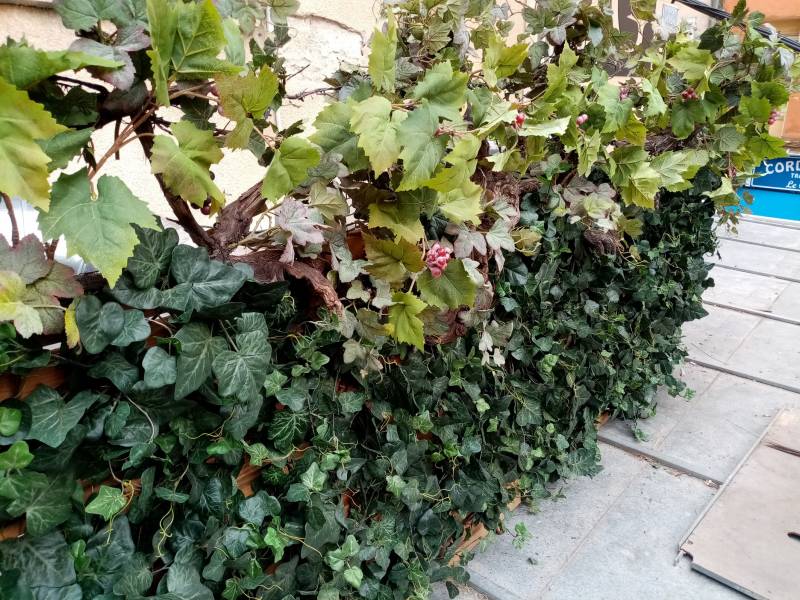 En bas le lierre palisse le treillage en bois et la vigne sur cep donne le relief.