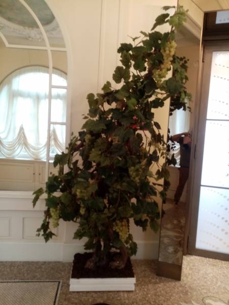 Le mouvement des vignes procure un port très naturel.