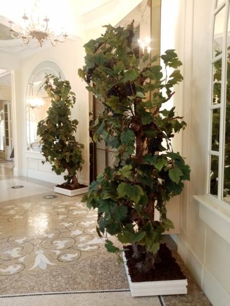 Vraies ou fausses vignes, voyez-vous la différence.