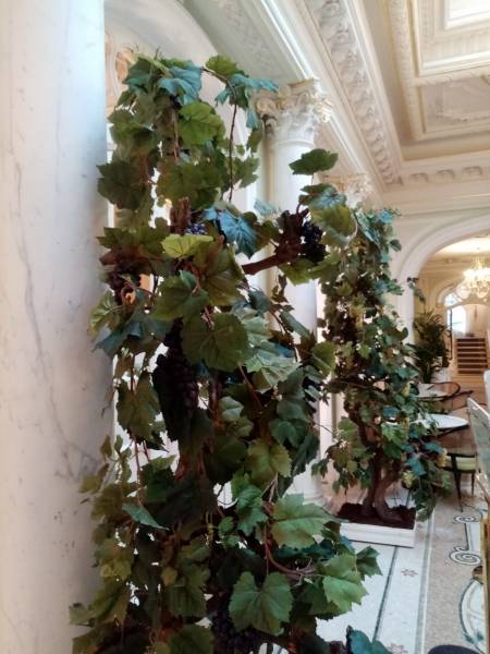 Les lianes des vignes pleines de grappes de raisins.