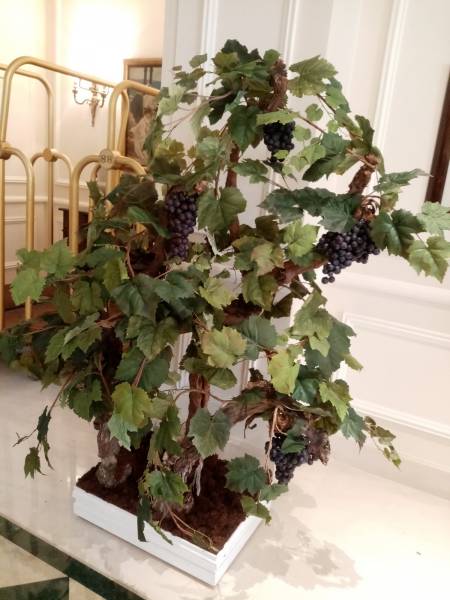 Chaque vigne est habillée au choix de raisins noir ou blanc.;