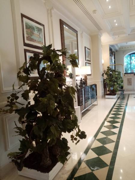 Les vignes dans le hall d'entrée de l'Hôtel L'Hermitage ouvre l'ambiance aux connaisseurs des grands vins;