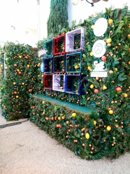 Mur végétal de citronnier et oranger pour commerces