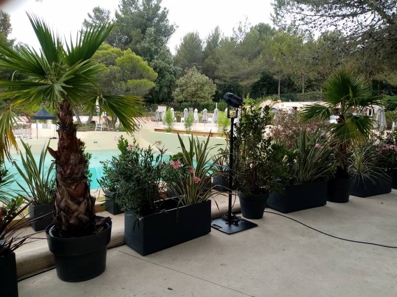 Les plamiers de 2 mètres sont intercalés parmi les jardinières de 1 mètre.